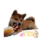 柴犬♀さくらの日常2（個別スタンプ：9）
