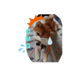 柴犬♀さくらの日常2（個別スタンプ：10）