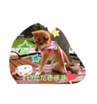 柴犬♀さくらの日常2（個別スタンプ：11）