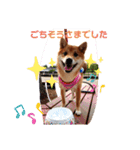 柴犬♀さくらの日常2（個別スタンプ：12）