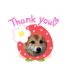 柴犬♀さくらの日常2（個別スタンプ：13）