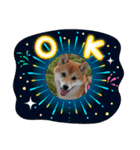 柴犬♀さくらの日常2（個別スタンプ：15）
