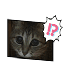 猫たち集合！！（個別スタンプ：4）