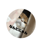 猫たち集合！！（個別スタンプ：5）