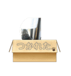 ねこ 日常会話（個別スタンプ：2）