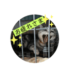 ねこ 日常会話（個別スタンプ：4）