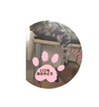 ねこ 日常会話（個別スタンプ：5）