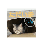 ねこ 日常会話（個別スタンプ：8）