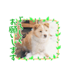 雑種ハウッチ（個別スタンプ：2）