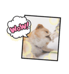 雑種ハウッチ（個別スタンプ：3）