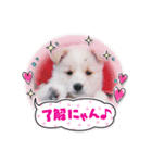 雑種ハウッチ（個別スタンプ：5）