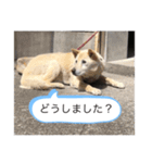 ハナさんver.2（個別スタンプ：5）