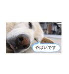 ハナさんver.2（個別スタンプ：6）