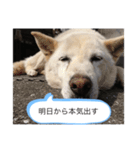ハナさんver.2（個別スタンプ：8）