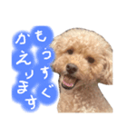 実写トイプードル（個別スタンプ：1）