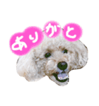 実写トイプードル（個別スタンプ：2）