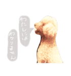 実写トイプードル（個別スタンプ：5）