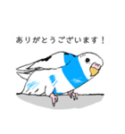 Y田さんちのインコたち（個別スタンプ：1）