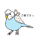 Y田さんちのインコたち（個別スタンプ：6）