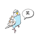 Y田さんちのインコたち（個別スタンプ：15）