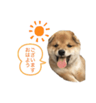 豆柴どんちゃん（個別スタンプ：1）