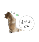 豆柴どんちゃん（個別スタンプ：10）