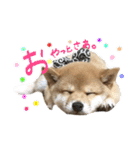 豆柴どんちゃん（個別スタンプ：11）