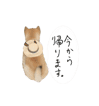 豆柴どんちゃん（個別スタンプ：13）