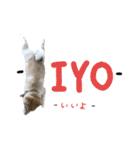 豆柴どんちゃん（個別スタンプ：14）