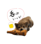 豆柴どんちゃん（個別スタンプ：15）