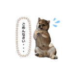 豆柴どんちゃん（個別スタンプ：16）