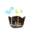 豆柴どんちゃん（個別スタンプ：20）