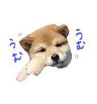 豆柴どんちゃん（個別スタンプ：22）