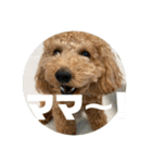 トイプードル のあの一言（個別スタンプ：11）