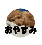トイプードル のあの一言（個別スタンプ：14）
