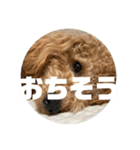 トイプードル のあの一言（個別スタンプ：15）