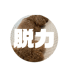 トイプードル のあの一言（個別スタンプ：18）