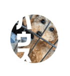 トイプードル のあの一言（個別スタンプ：20）