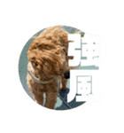 トイプードル のあの一言（個別スタンプ：22）