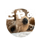 トイプードル のあの一言（個別スタンプ：23）