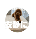 トイプードル のあの一言（個別スタンプ：24）