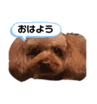 ちょこちっぷくっきい（個別スタンプ：12）
