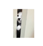 ハギオのスタンプ（個別スタンプ：14）