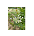 お花 お花とお花（個別スタンプ：1）