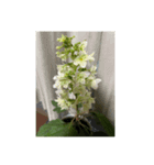 お花 お花とお花（個別スタンプ：4）