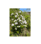 お花 お花とお花（個別スタンプ：5）