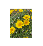 お花 お花とお花（個別スタンプ：6）