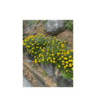 お花 お花とお花（個別スタンプ：7）