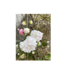 お花 お花とお花（個別スタンプ：8）