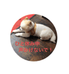 愛家のリトとお友達（個別スタンプ：2）